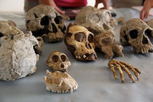 Biological Anthropology Research Paper Topics