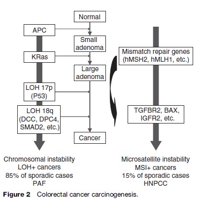 Colorectal Cancer Research Paper