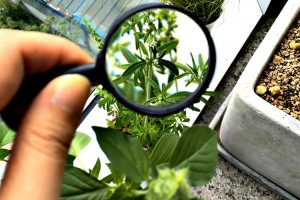 research topics on botany