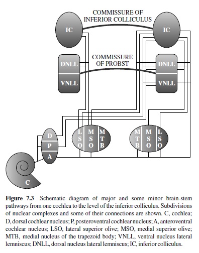 Auditory Processing in the Primate Brain Research Paper