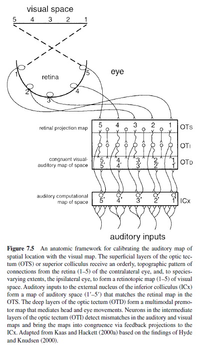 Auditory Processing in the Primate Brain Research Paper
