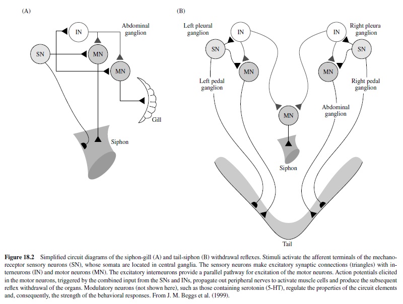 Biological Models of Associative Learning Research Paper