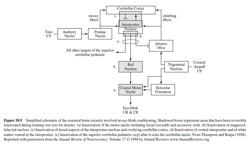 Biological Models of Associative Learning Research Paper