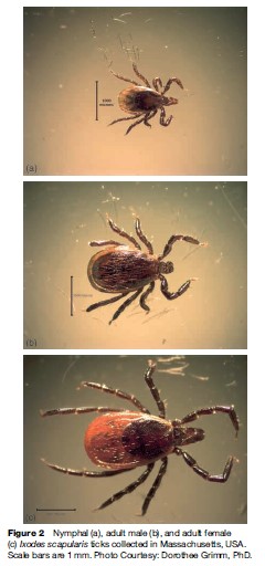 Lyme Disease Research Paper