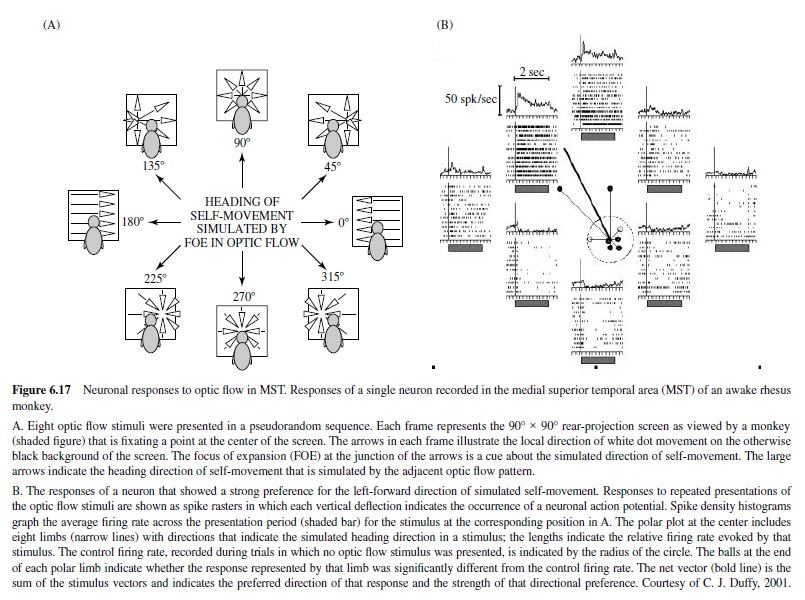 Visual Processing in the Primate Brain Research Paper