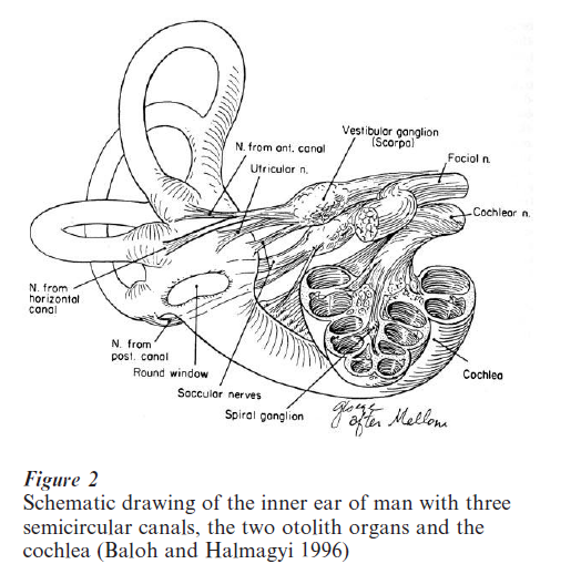 Vestibular System Research Paper