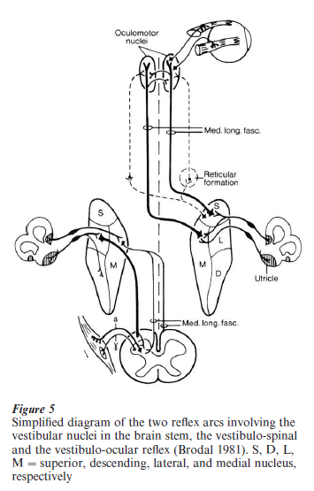 Vestibular System Research Paper