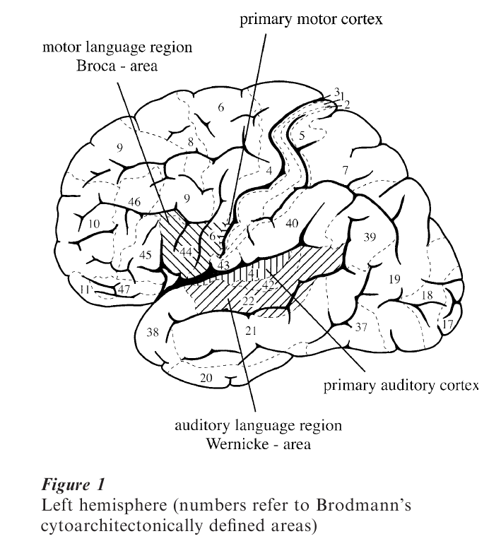 Neural Basis Of Syntactic Aspects Research Paper