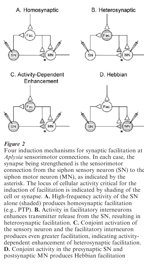Regulation Of Synaptic Eﬃcacy Research Paper
