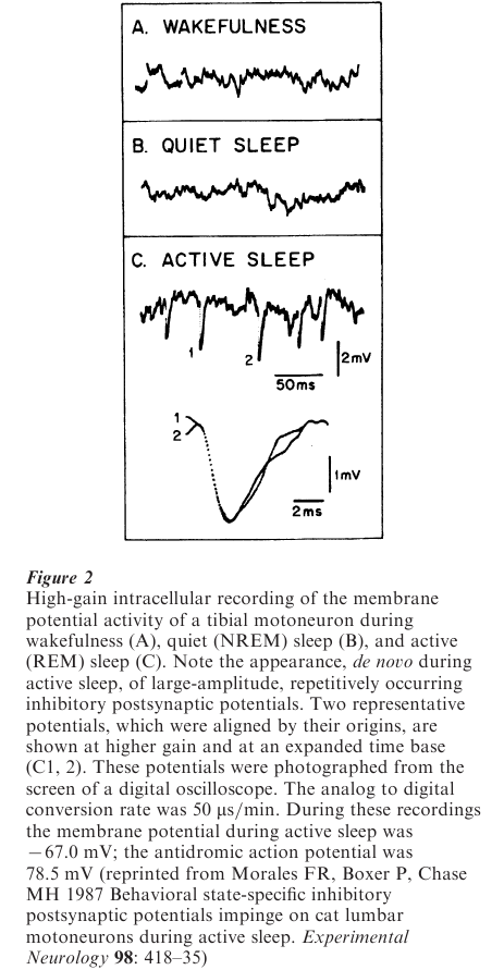 Sleep States And Somatomotor Activity Research Paper Figure 2