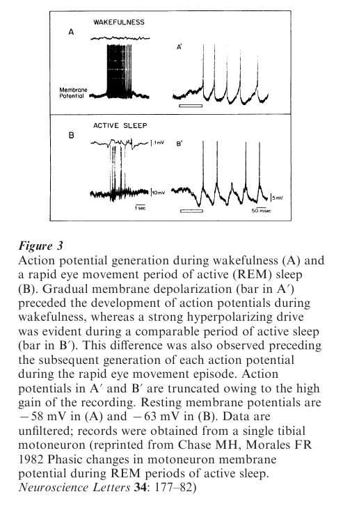 Sleep States And Somatomotor Activity Research Paper Figure 3