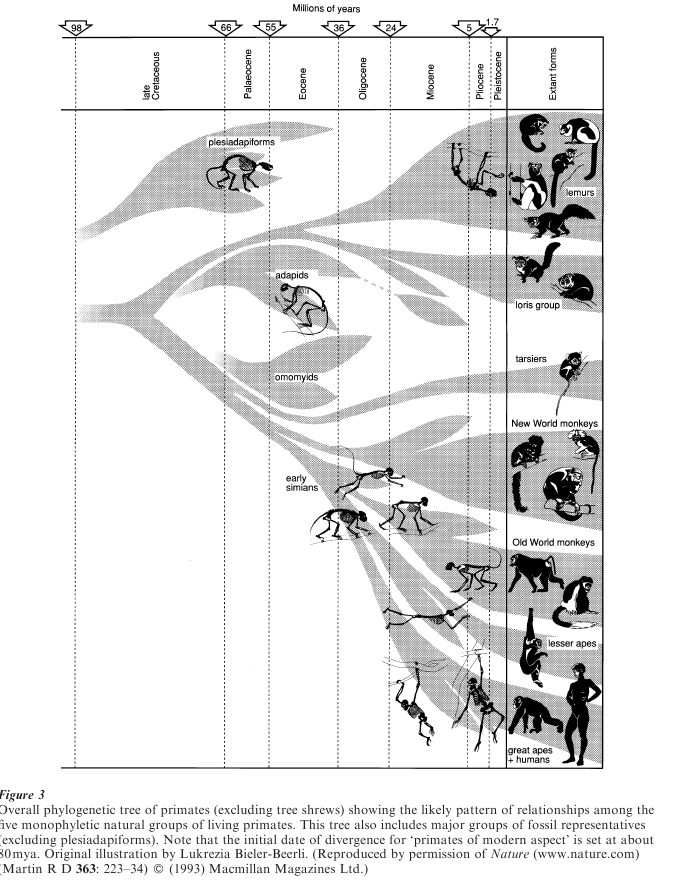 Evolution Of Primates Research Paper Figure 3