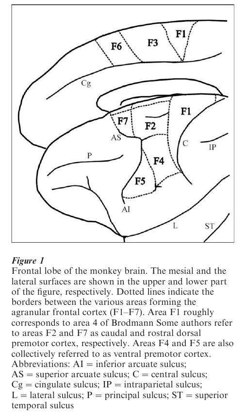 Pre-Motor Cortex Research Paper Figure 1