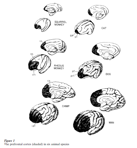 Prefrontal Cortex Research Paper Figure 1