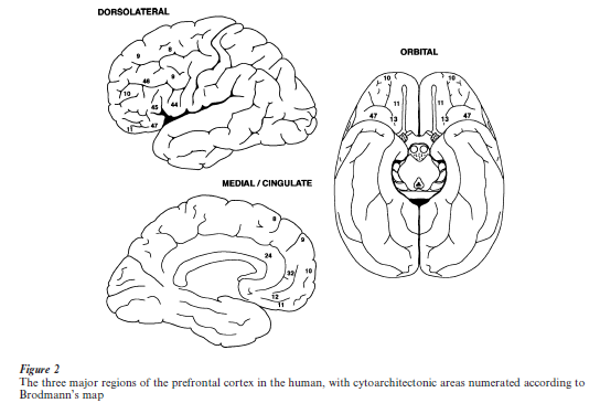 Prefrontal Cortex Research Paper Figure 2