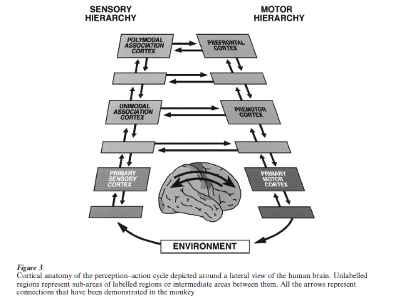 Prefrontal Cortex Research Paper Figure 3
