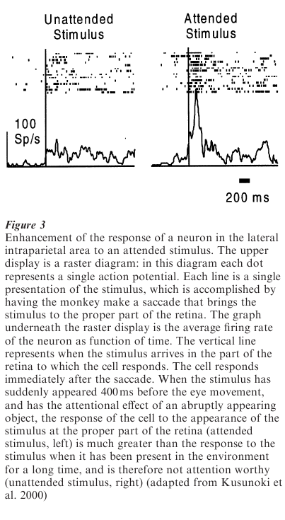 Parietal Lobe Research Paper Figure 3