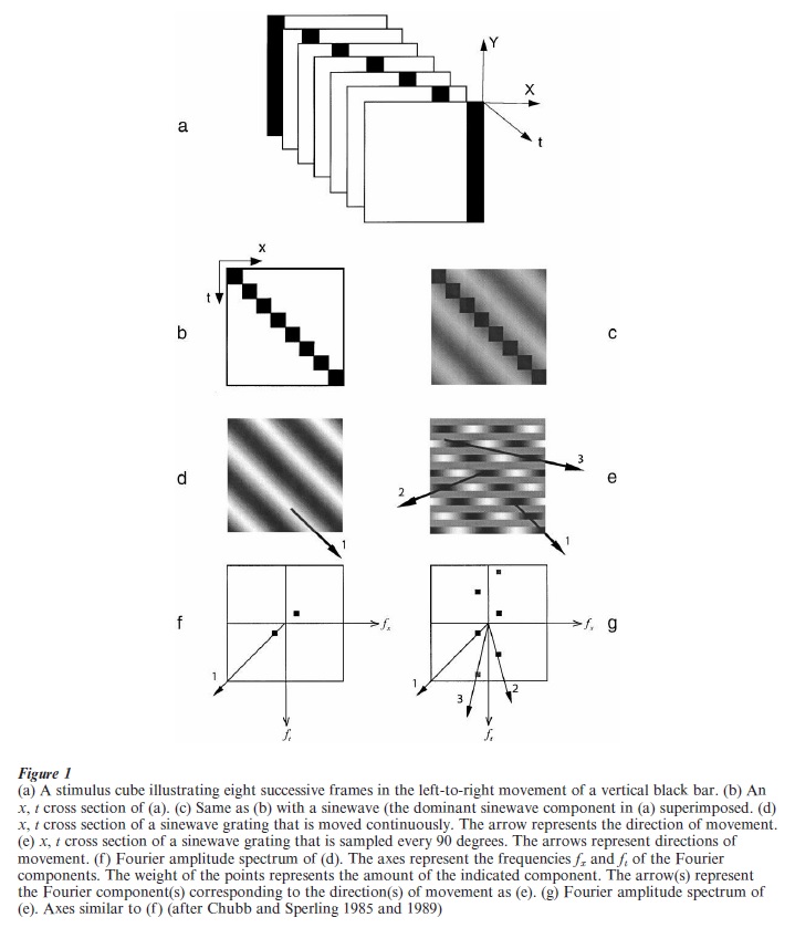 Motion Perception Models Research Paper