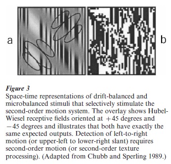 Motion Perception Models Research Paper