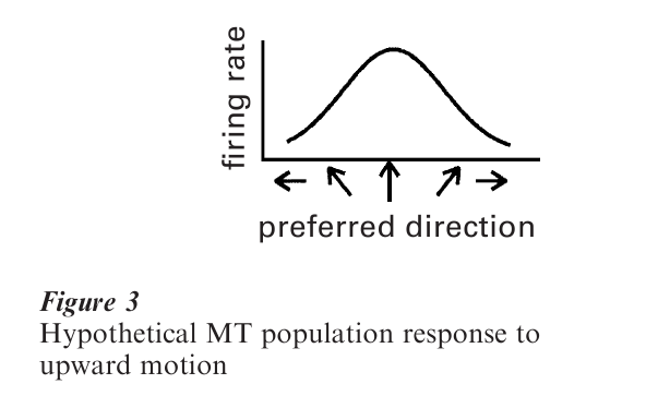 Motion Perception Research Paper