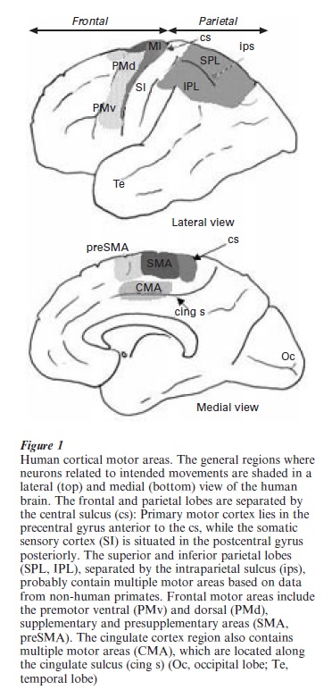 Neural Representations Of Movement Research Paper