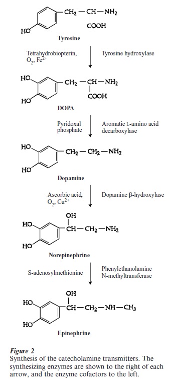 Neurotransmitters Research Paper