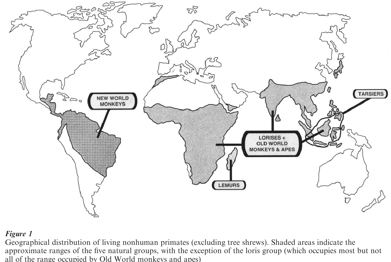 Evolution Of Primates Research Paper