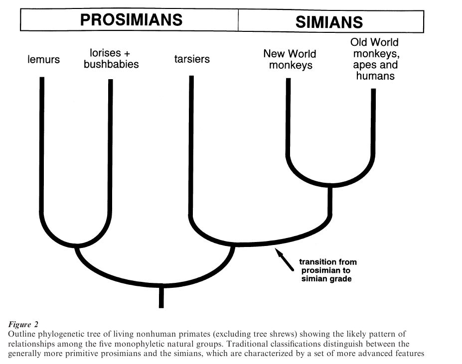 Evolution Of Primates Research Paper