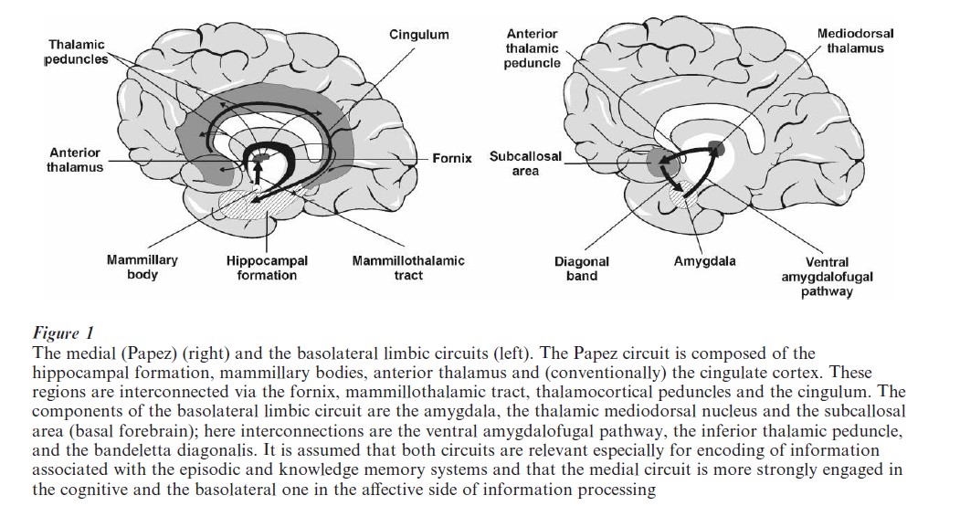 Neural Basis Of Learning And Memory Research Paper