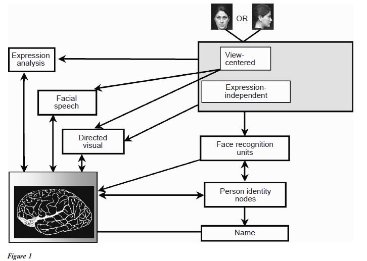 Psychology of Face Recognition Research Paper