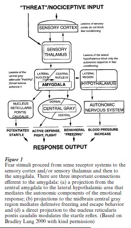 Fear Conditioning Research Paper