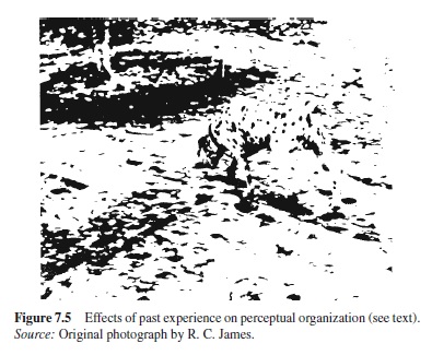 Visual Perception of Objects Research Paper