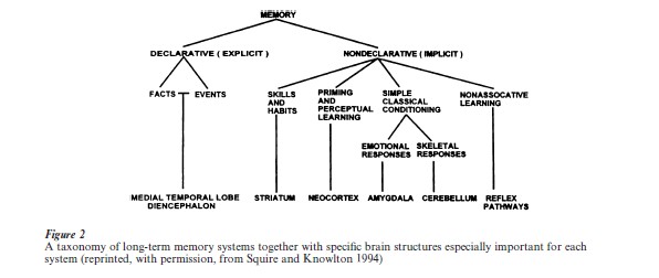 Neural Basis Of Declarative Memory Research Paper